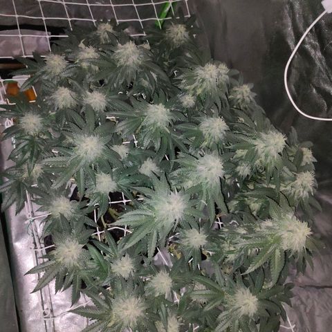 ETHOS By OG LAB growlog timeline photo