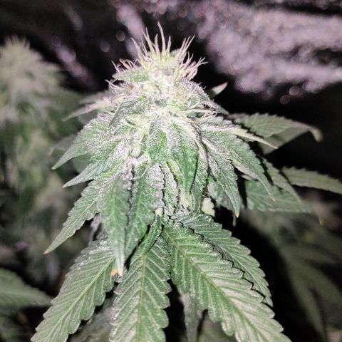 ETHOS By OG LAB growlog timeline photo