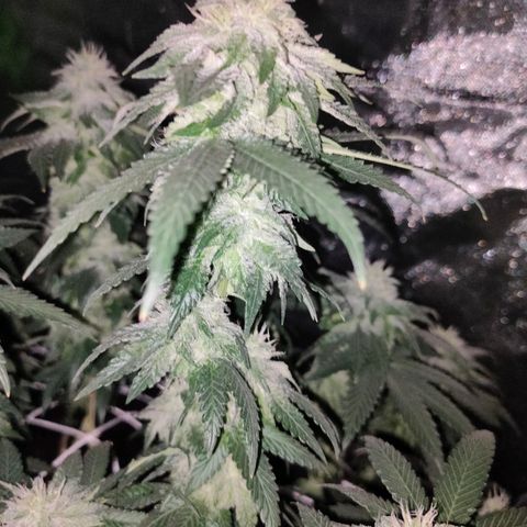 ETHOS By OG LAB growlog timeline photo