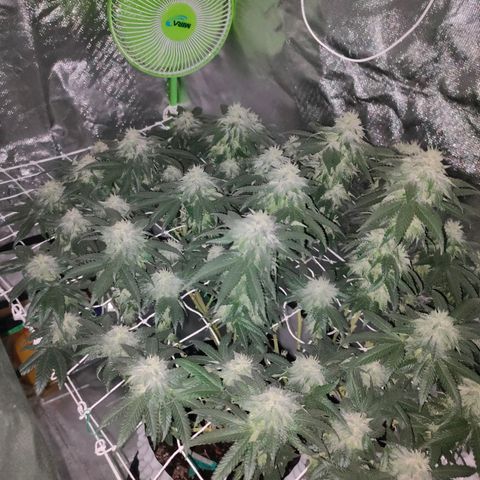 ETHOS By OG LAB growlog timeline photo