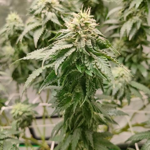 ETHOS By OG LAB growlog timeline photo