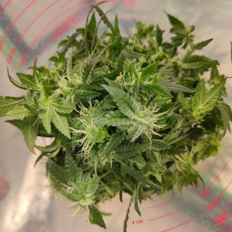 ETHOS By OG LAB growlog timeline photo
