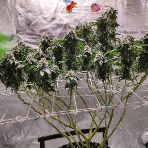 ETHOS By OG LAB growlog timeline photo