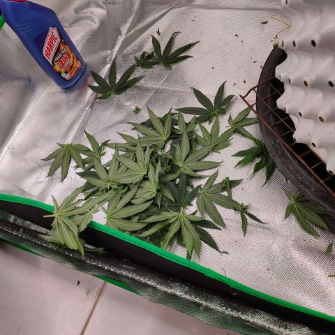 ETHOS By OG LAB growlog timeline photo