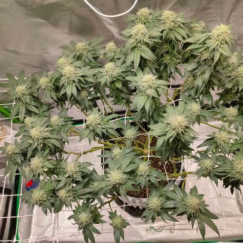 ETHOS By OG LAB growlog timeline photo