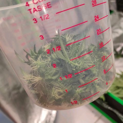 ETHOS By OG LAB growlog timeline photo