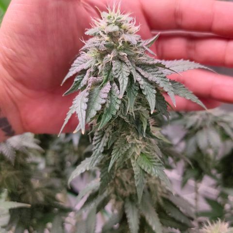 ETHOS By OG LAB growlog timeline photo