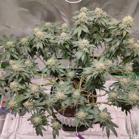 ETHOS By OG LAB growlog timeline photo
