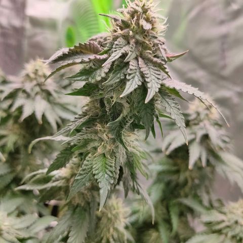 ETHOS By OG LAB growlog timeline photo