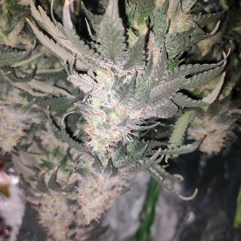 ETHOS By OG LAB growlog timeline photo