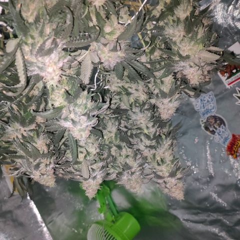 ETHOS By OG LAB growlog timeline photo