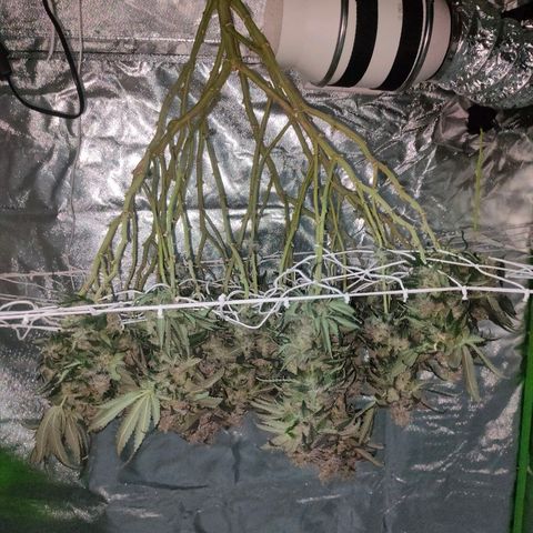 ETHOS By OG LAB growlog timeline photo