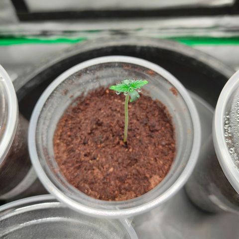 Dante's Inferno growlog timeline photo