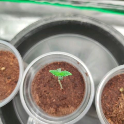 Dante's Inferno growlog timeline photo