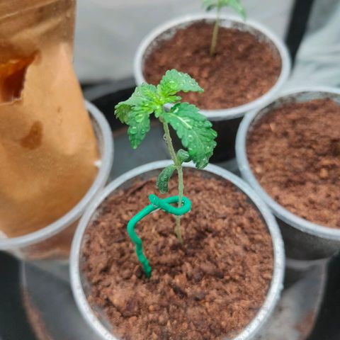 Dante's Inferno growlog timeline photo