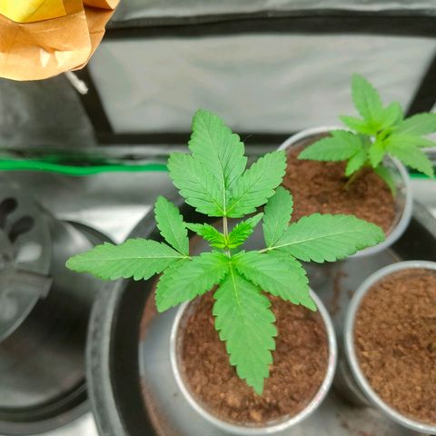 Dante's Inferno growlog timeline photo