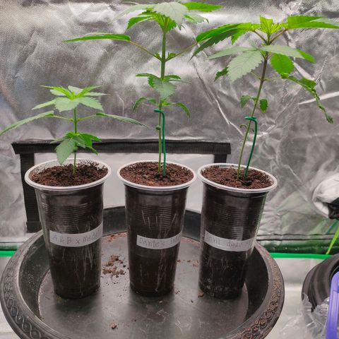 Dante's Inferno growlog timeline photo
