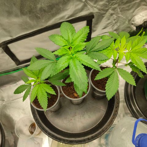 Dante's Inferno growlog timeline photo