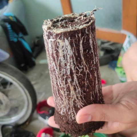 Dante's Inferno growlog photo: ย้ายกระถางกัญ →1แกล 