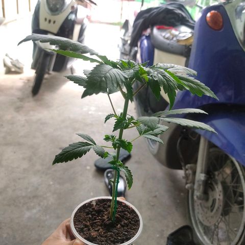 Dante's Inferno growlog photo: ย้ายกระถางกัญ →1แกล 