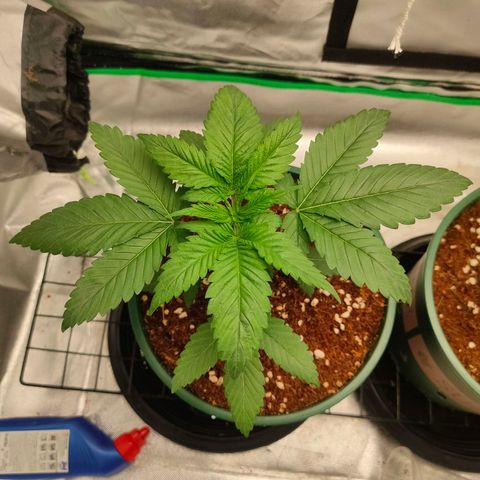 Dante's Inferno growlog timeline photo