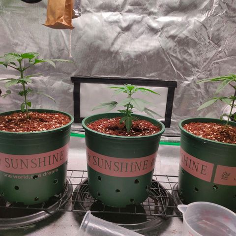 Dante's Inferno growlog timeline photo