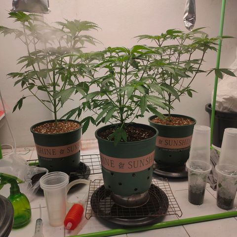 Dante's Inferno growlog timeline photo