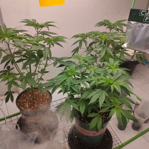 Dante's Inferno growlog timeline photo