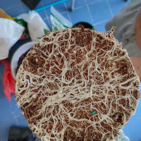 Dante's Inferno growlog photo: ย้ายลงกระถาง3แกล🌱