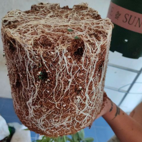 Dante's Inferno growlog photo: ย้ายลงกระถาง3แกล🌱