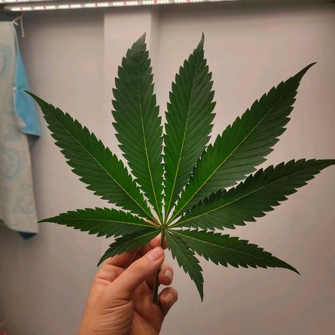 Dante's Inferno growlog timeline photo