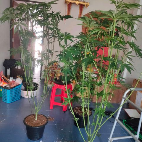 Dante's Inferno growlog timeline photo