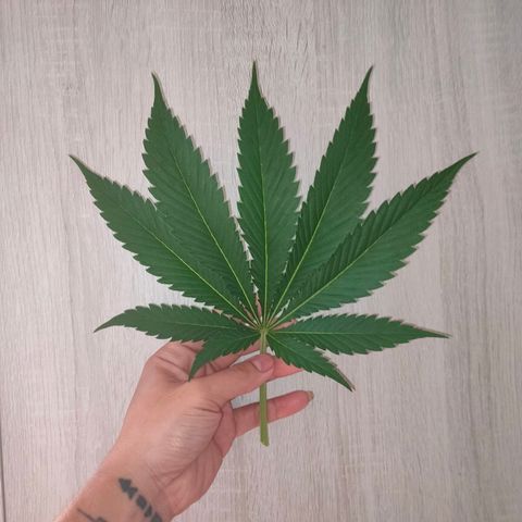 Dante's Inferno growlog timeline photo