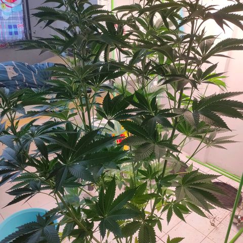 Dante's Inferno growlog timeline photo