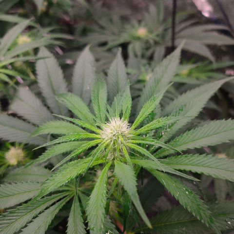 Dante's Inferno growlog timeline photo