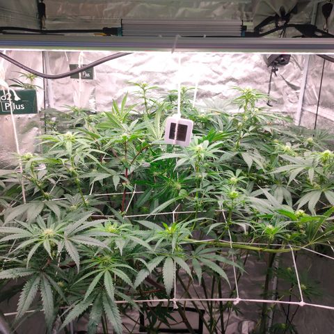 Dante's Inferno growlog timeline photo