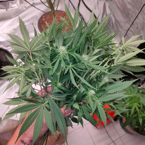 Dante's Inferno growlog timeline photo