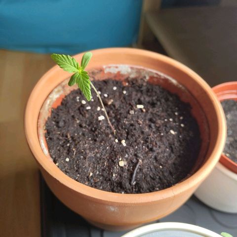 Painkiller XL growlog timeline photo