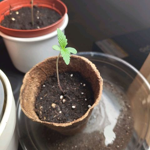 Special Queen 1 growlog timeline photo