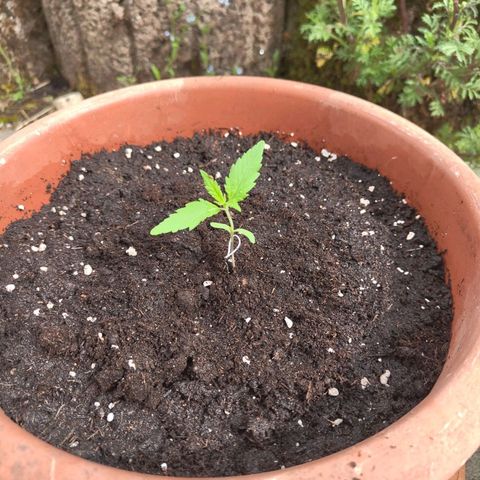 Painkiller XL growlog timeline photo
