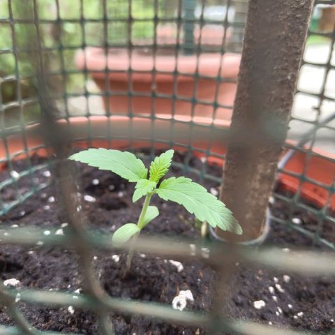 Special Queen 1 growlog timeline photo