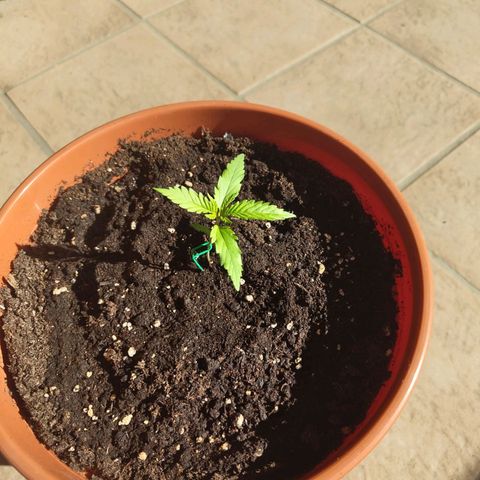 Painkiller XL growlog timeline photo