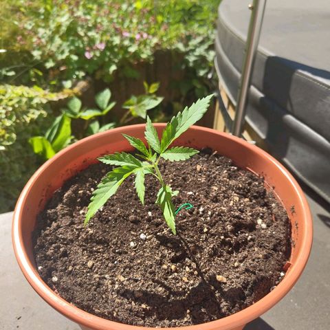 Painkiller XL growlog timeline photo