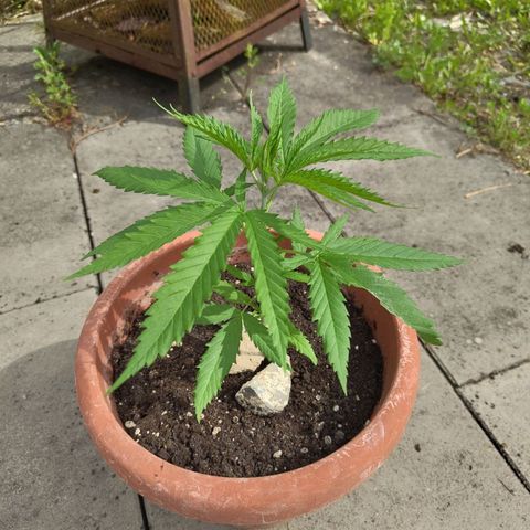 Painkiller XL growlog timeline photo