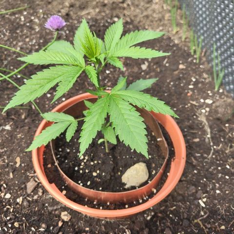 Special Queen 1 growlog timeline photo