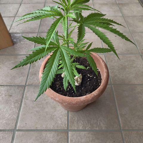 Painkiller XL growlog timeline photo