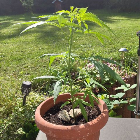 Painkiller XL growlog timeline photo