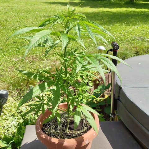 Painkiller XL growlog photo: 50cm