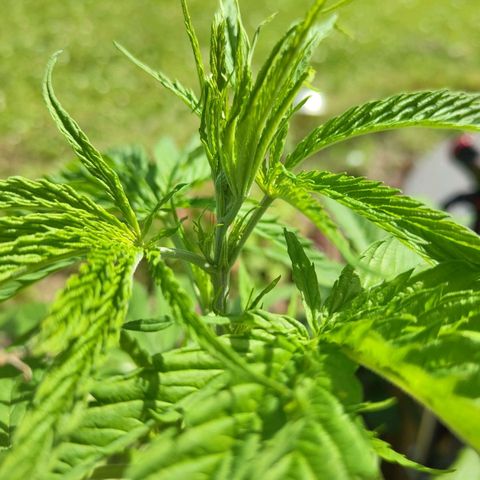 Painkiller XL growlog photo: Erste Blüten