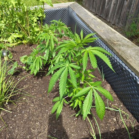 Special Queen 1 growlog timeline photo